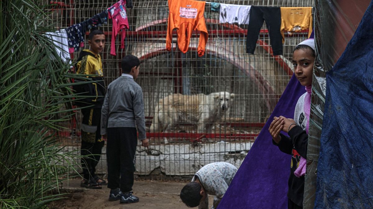 Fotky: Lidé v Gaze našli úkryt v zoo, kde umírají zvířata hlady